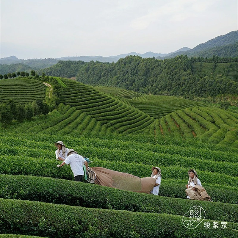 Meiling No. 3 Black Tea factory